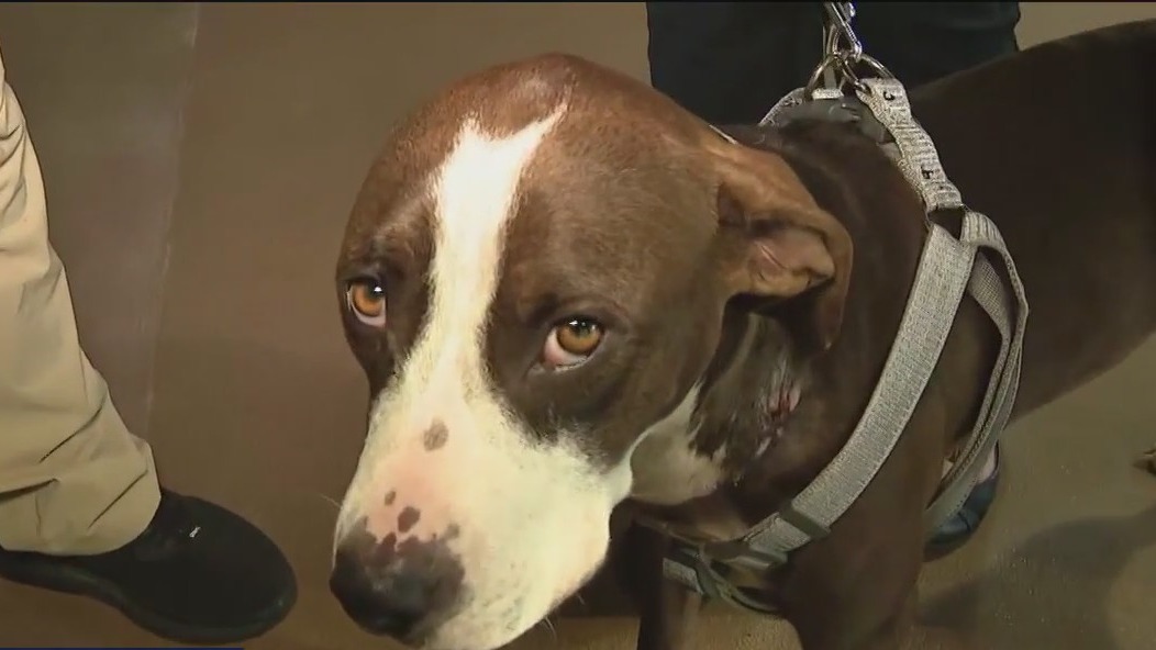 Injured dog saved
